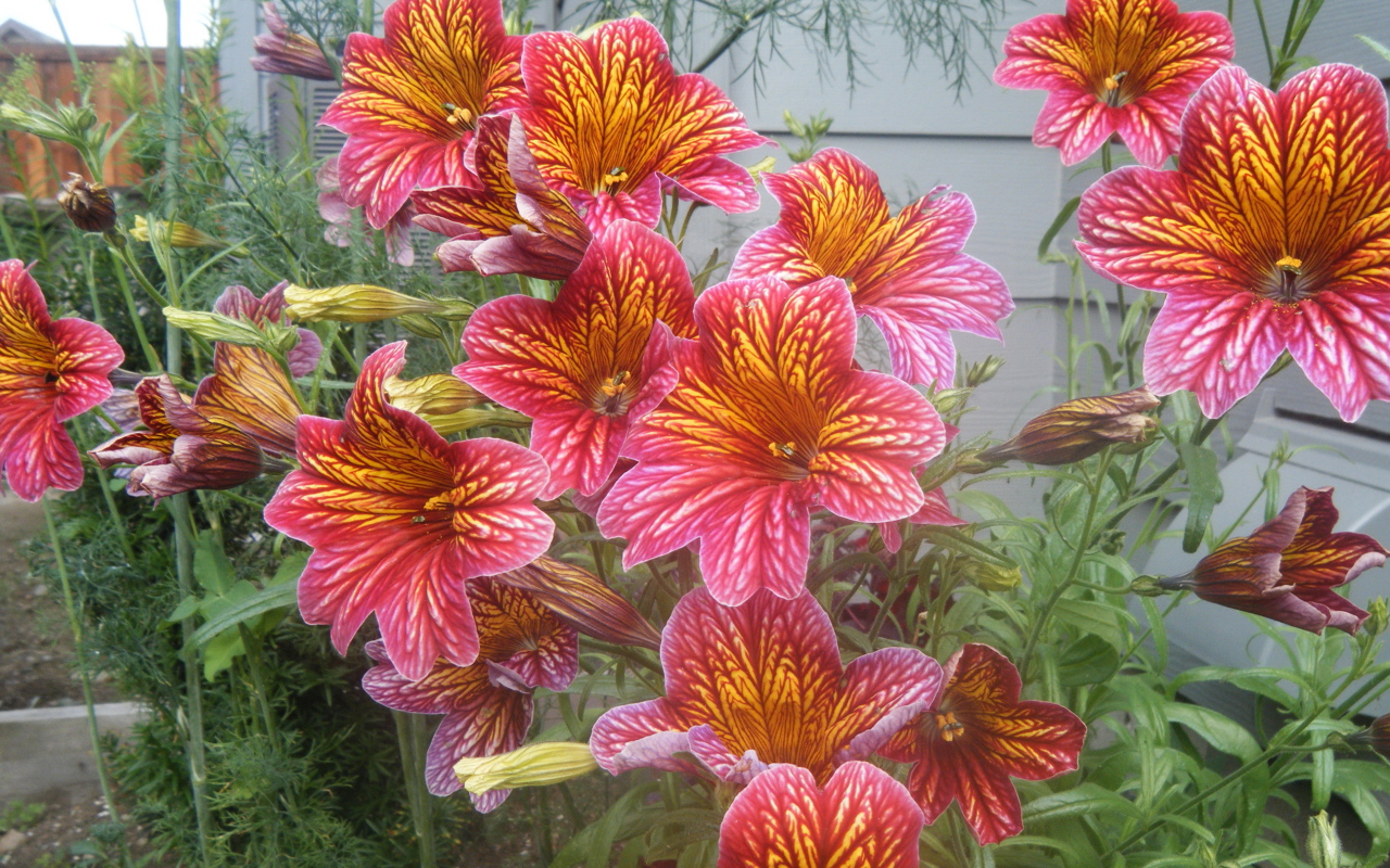 Яркая расцветка цветов сальпиглоссис