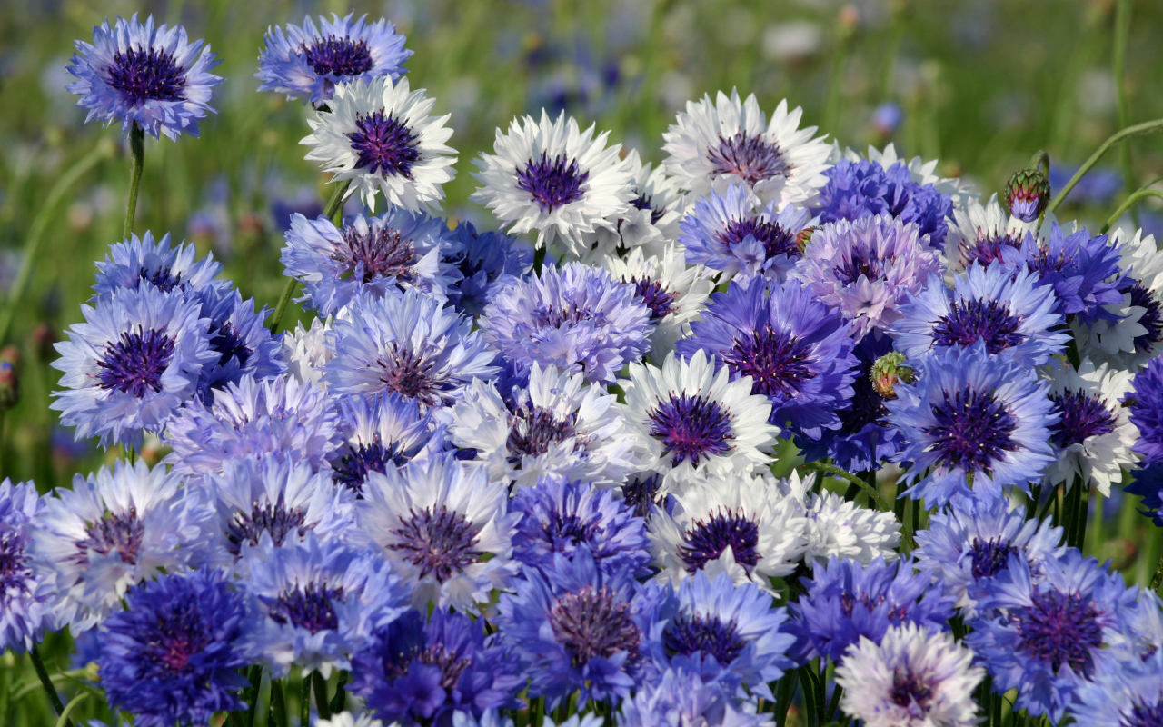 Нежные голубые полевые васильки крупным планом