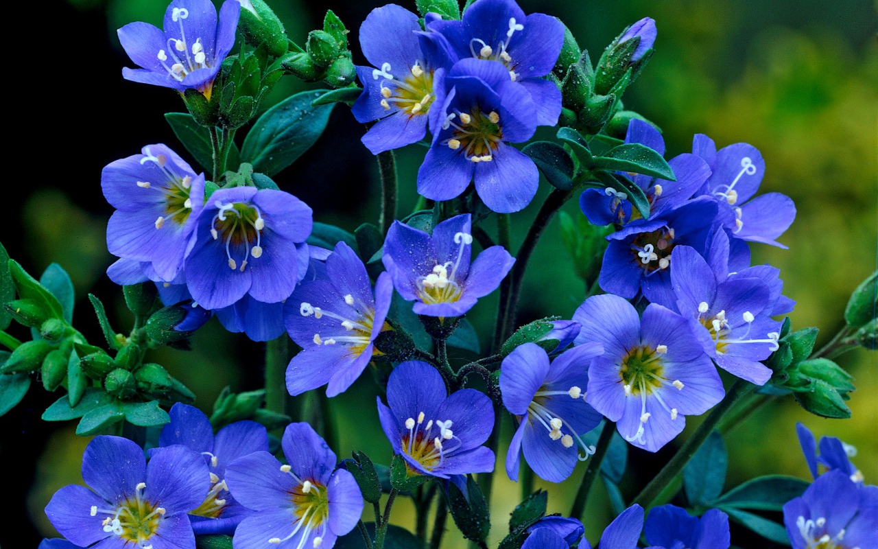 Нежные синие мелкие цветы незабудки 