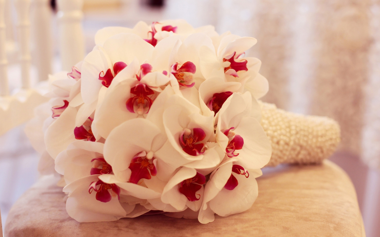 Нежный букет белой орхидеи