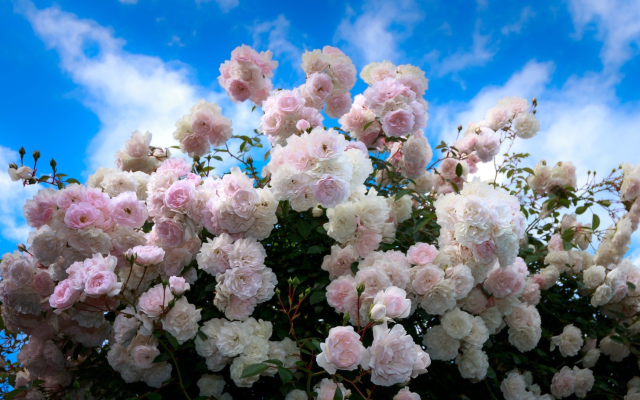 Нежный куст розовых роз на фоне голубого неба 
