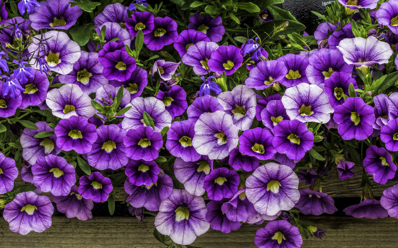 Нежные сиреневые садовые цветы петуния