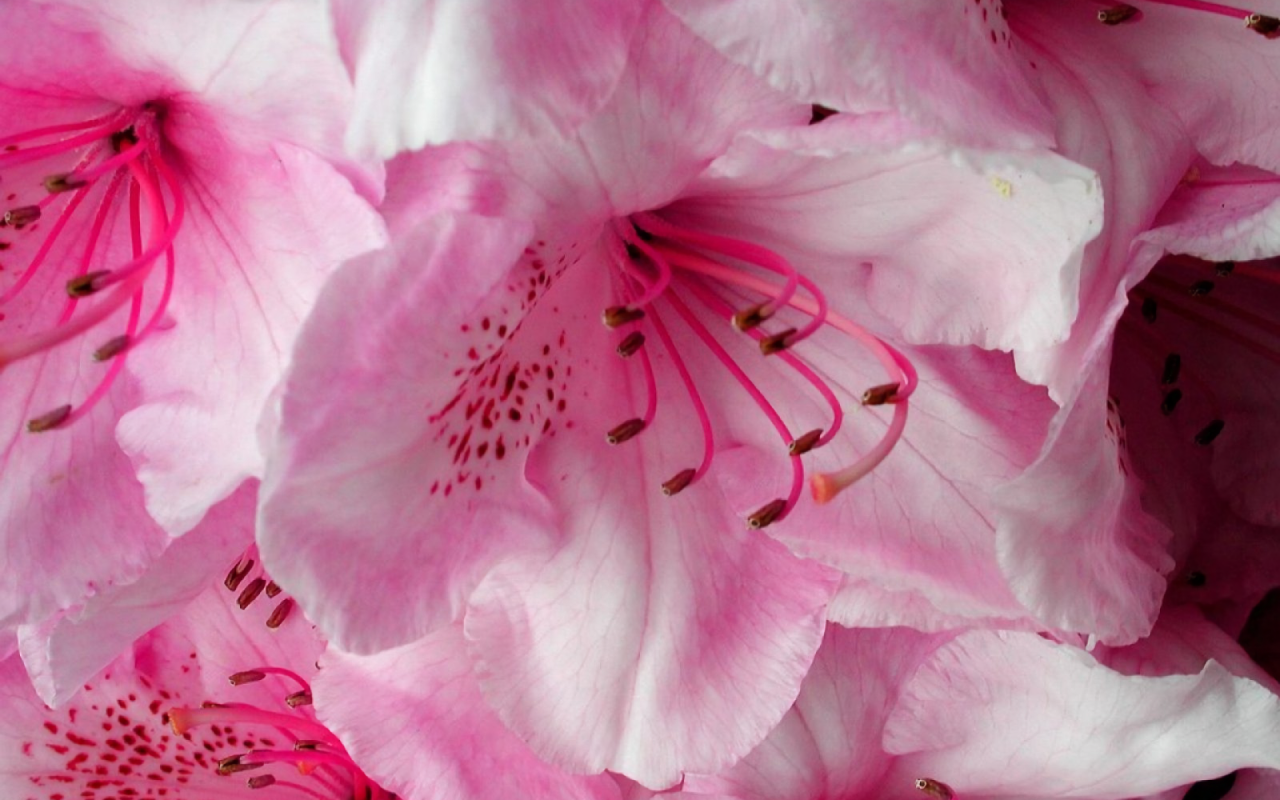 Нежные розовые цветущие цветы 