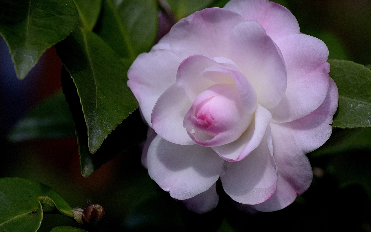 Нежный розовый цветок камелия крупным планом