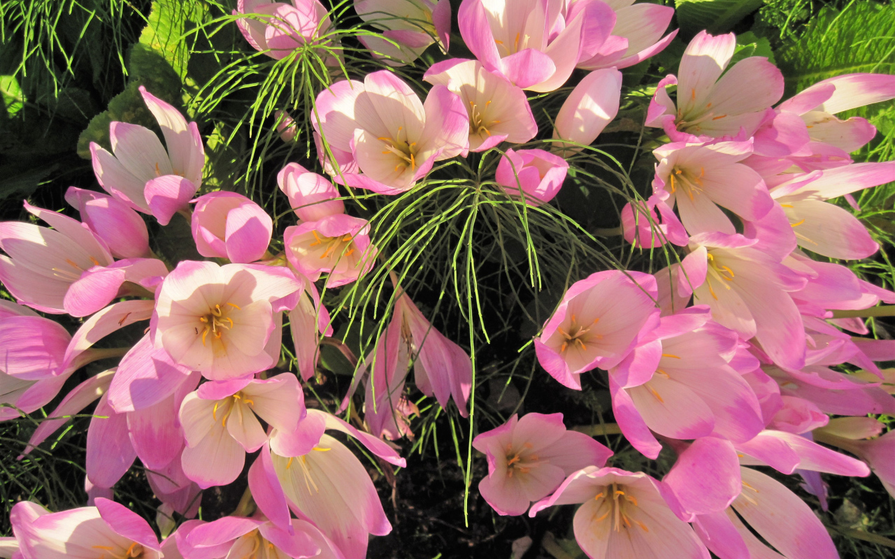 Нежные розовые крокусы крупным планом