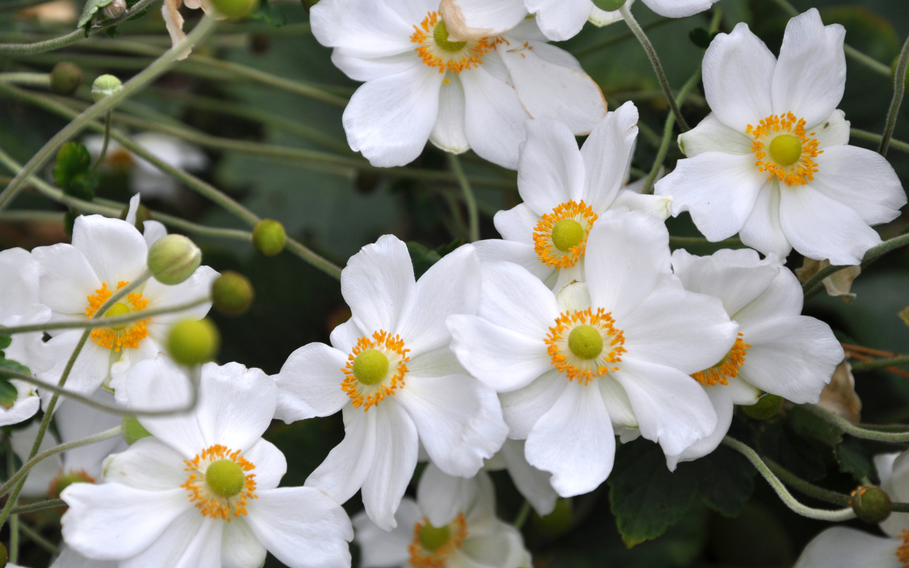 Нежные белые цветы анемоны вблизи