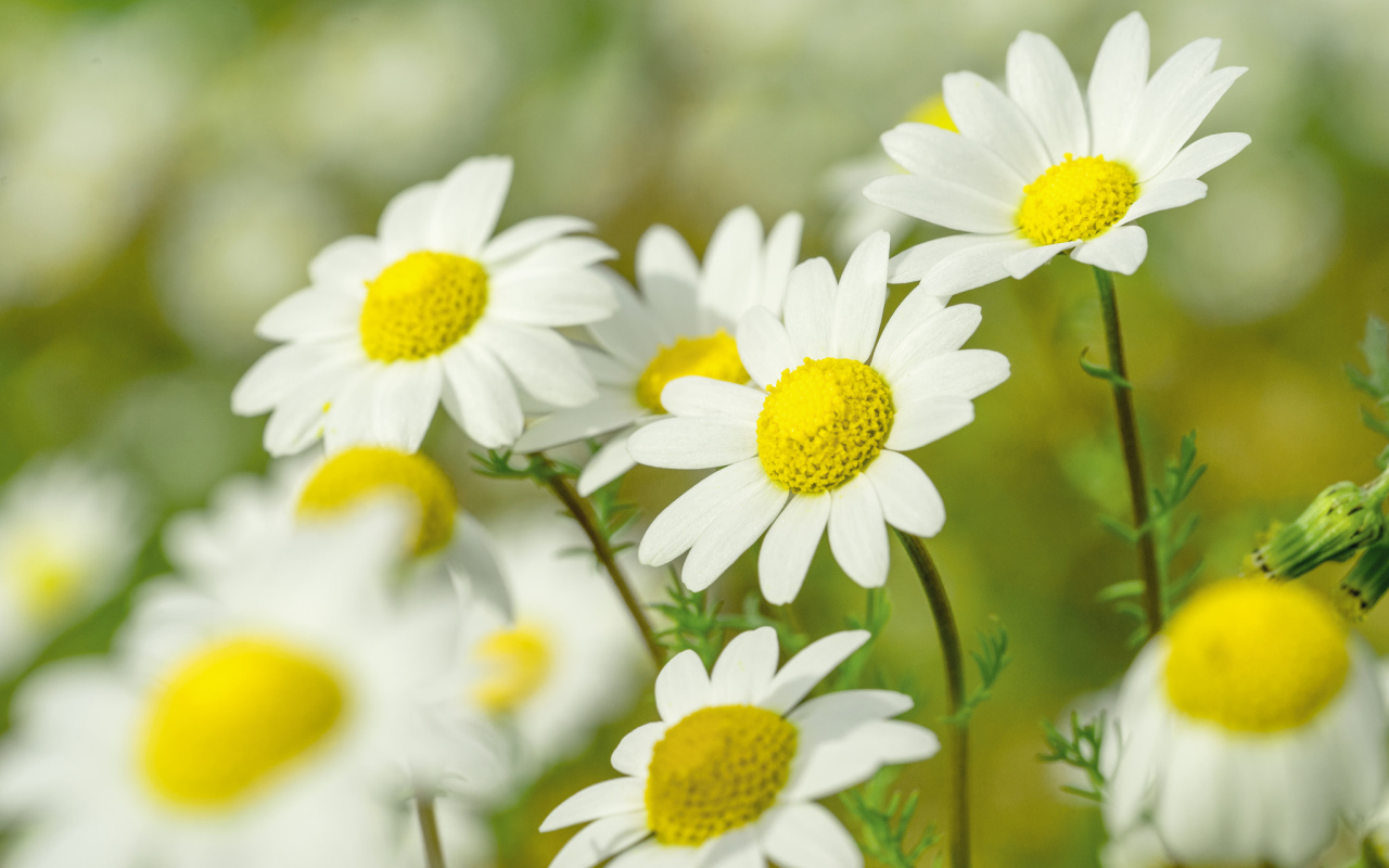 Нежные белые ромашки с желтой серединкой 