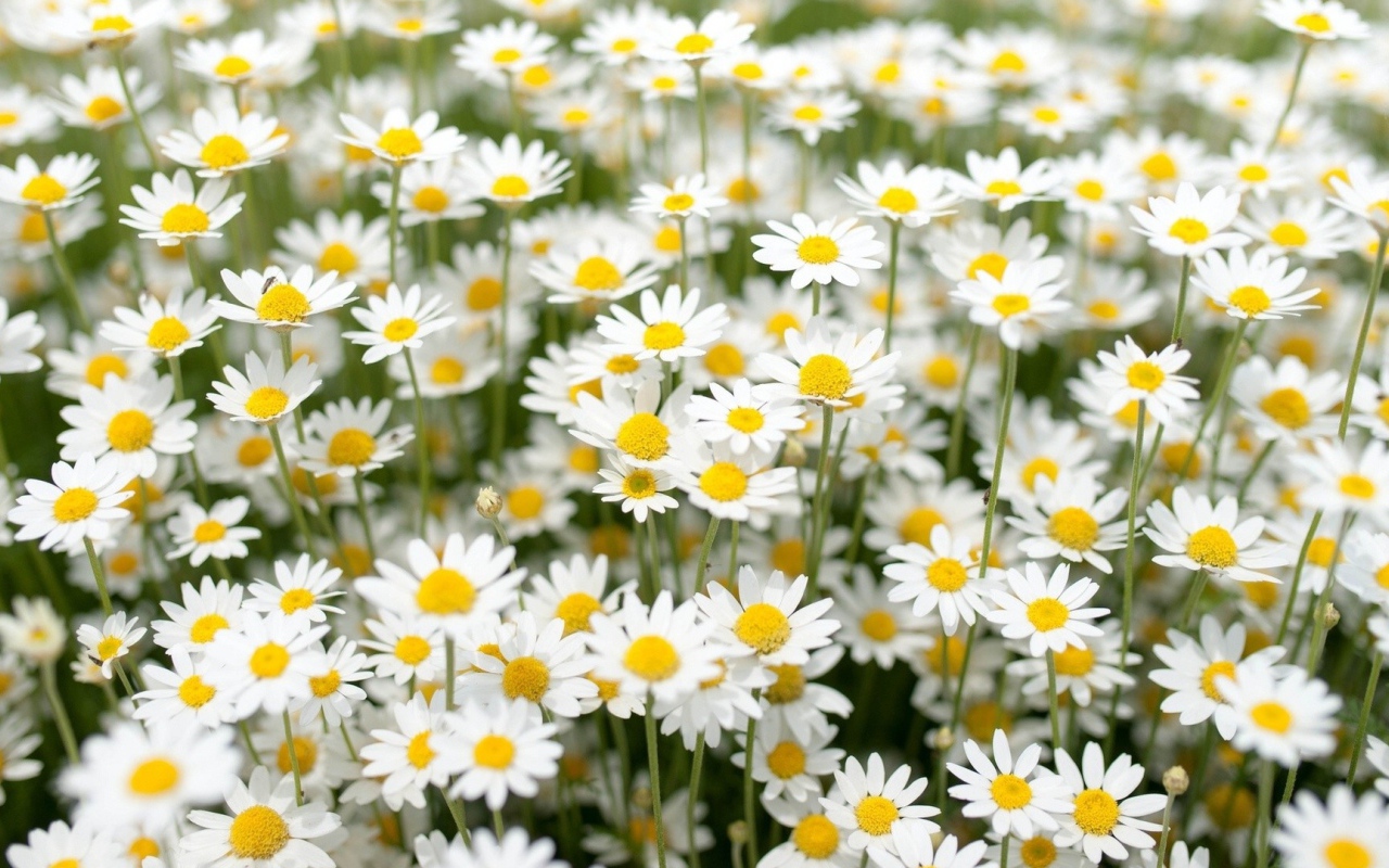 Нежные белые полевые ромашки 