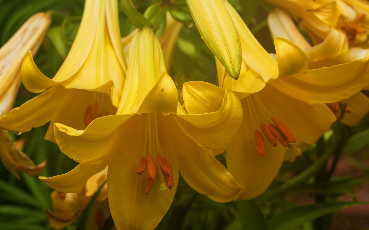Нежные желтые лилии крупным планом