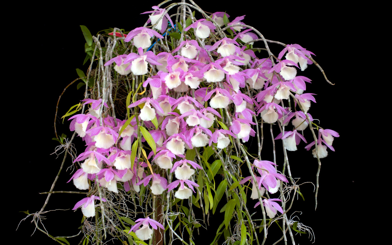 Экзотические розово-белые орхидеи на черном фоне