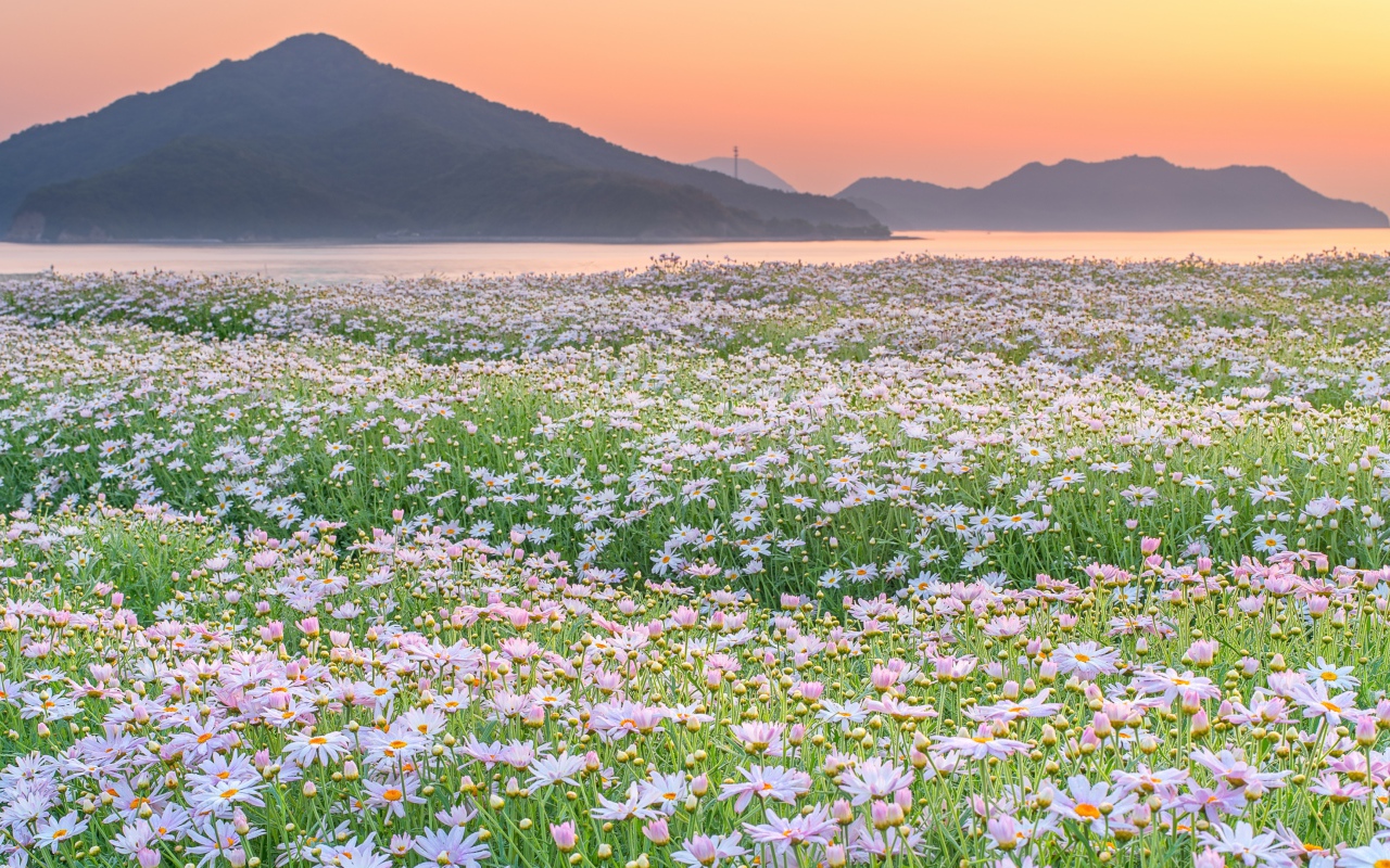 Поле ромашек на фоне гор 