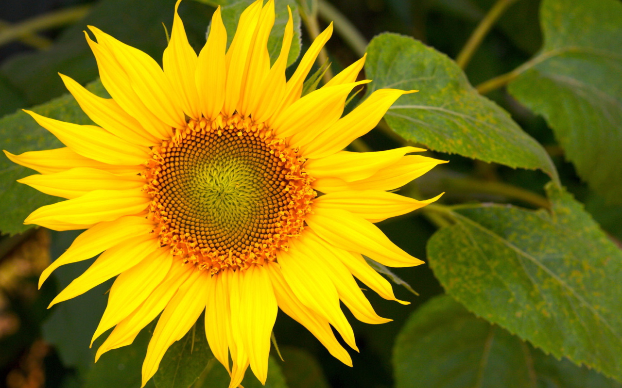 Цветущий желтый подсолнух 