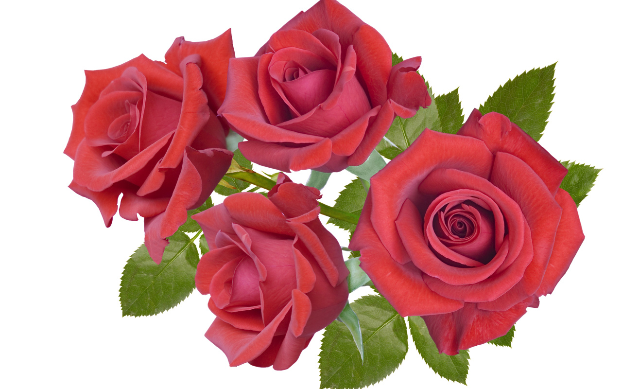 Четыре бордовые розы крупным планом на белом фоне