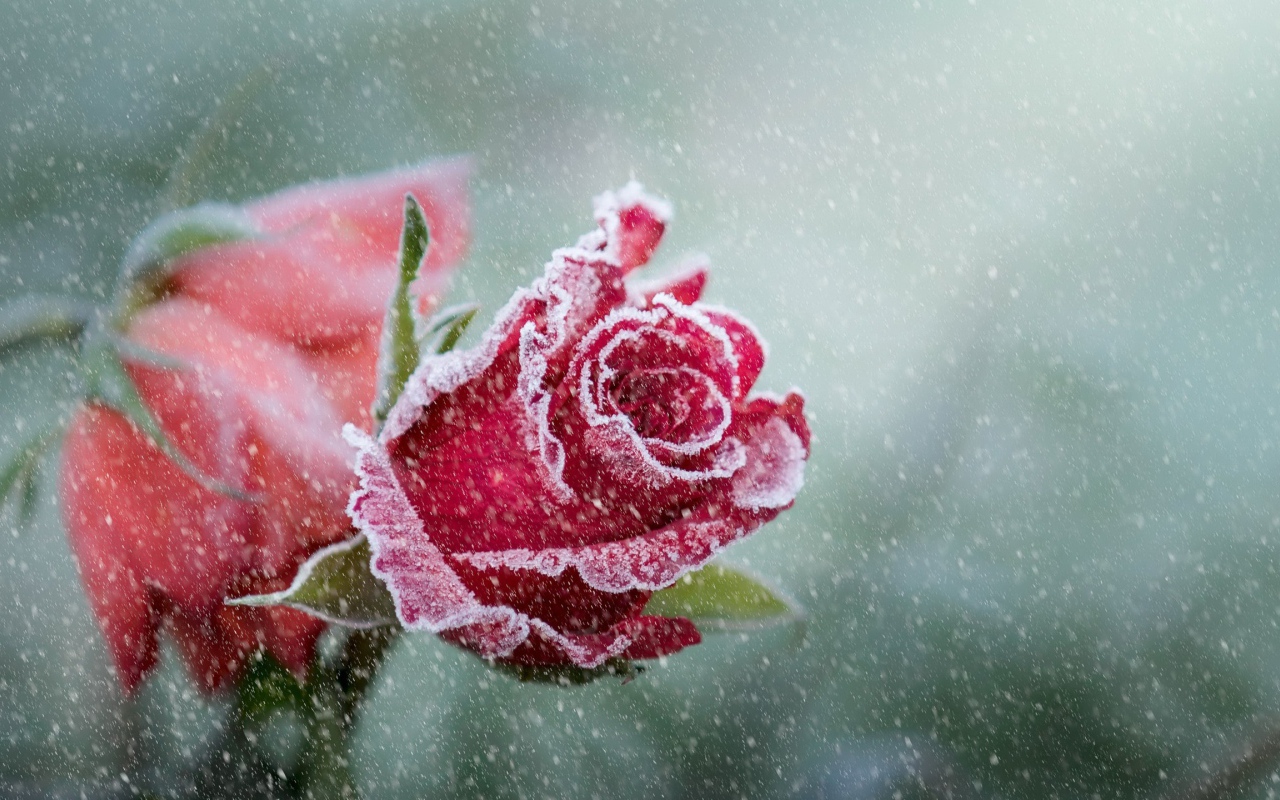 Покрытые инеем две красные розы 