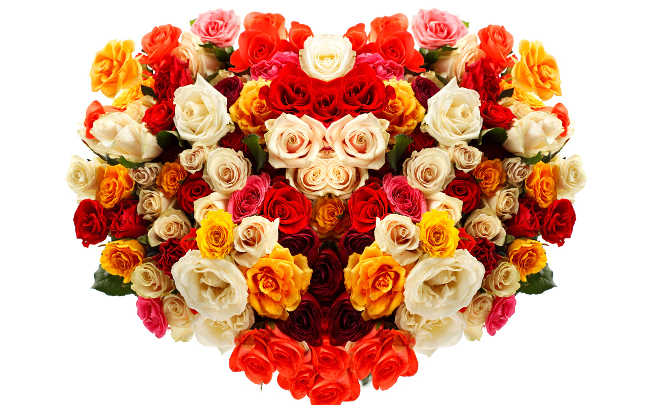 Сердце из разноцветных роз на белом фоне