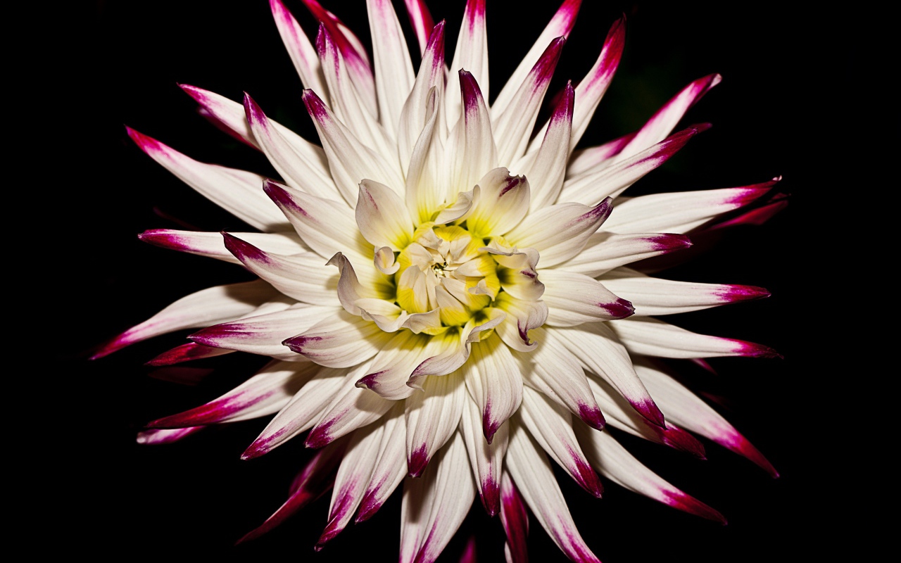 Крупная белая георгина  на черном фоне 