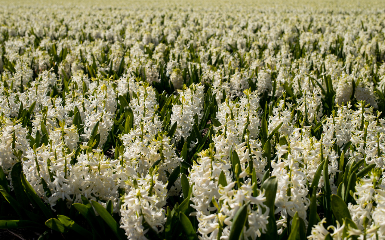 Большое поле белых гиацинтов