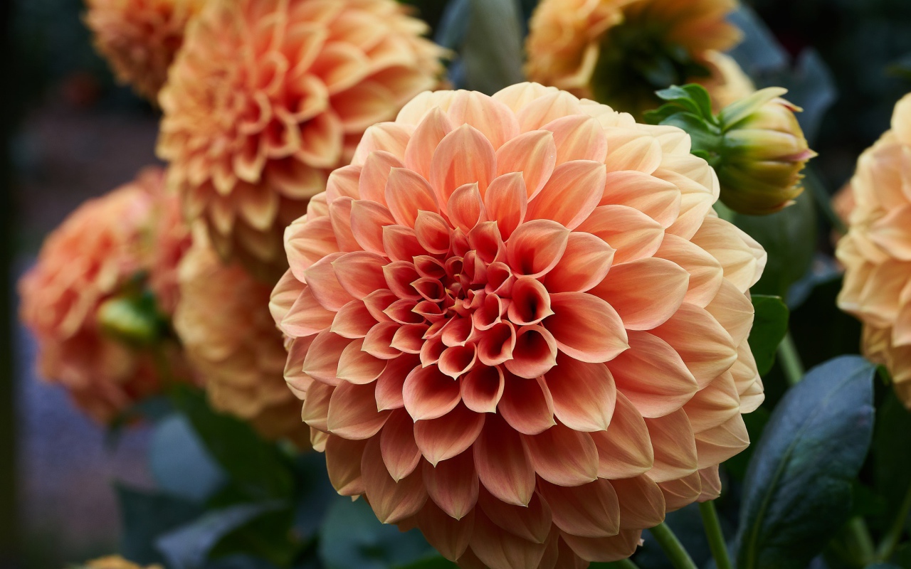 Крупный цветок георгин кремового цвета 