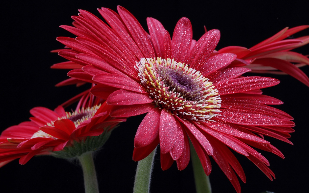 Крупная красная гербера с капельками воды на лепестках