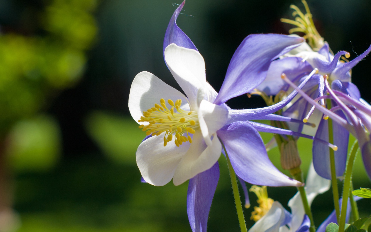Сиреневый цветок колокольчик крупным планом 