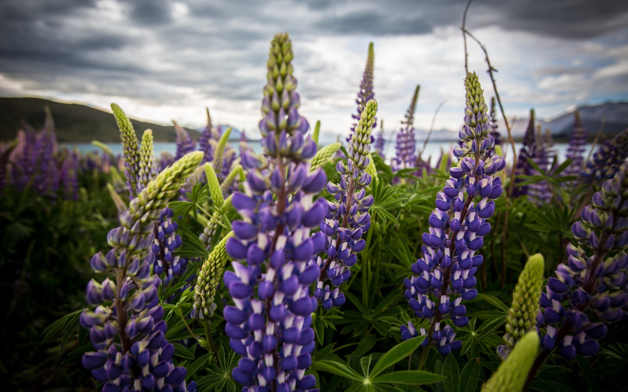 Сиреневые цветы люпины под пасмурным небом 