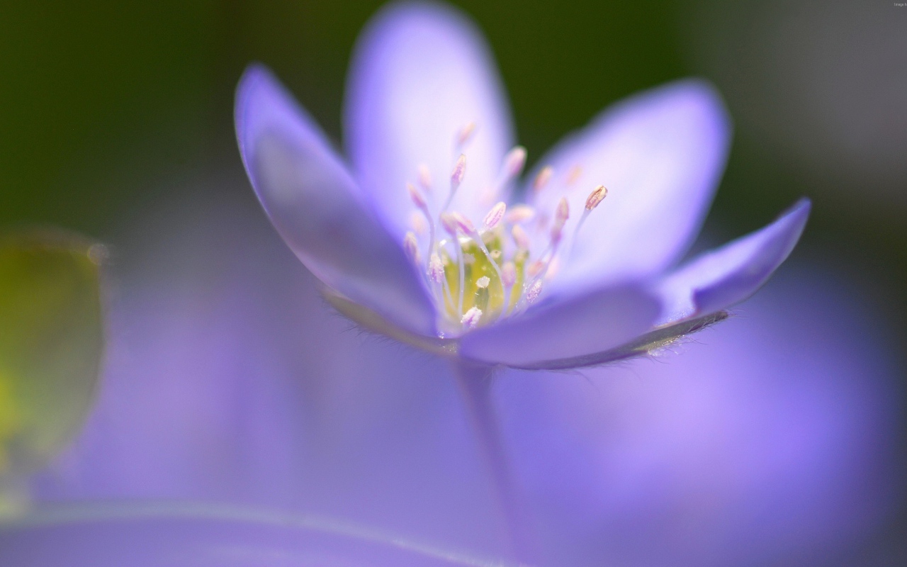 Маленький фиолетовый цветок фиалки крупным планом