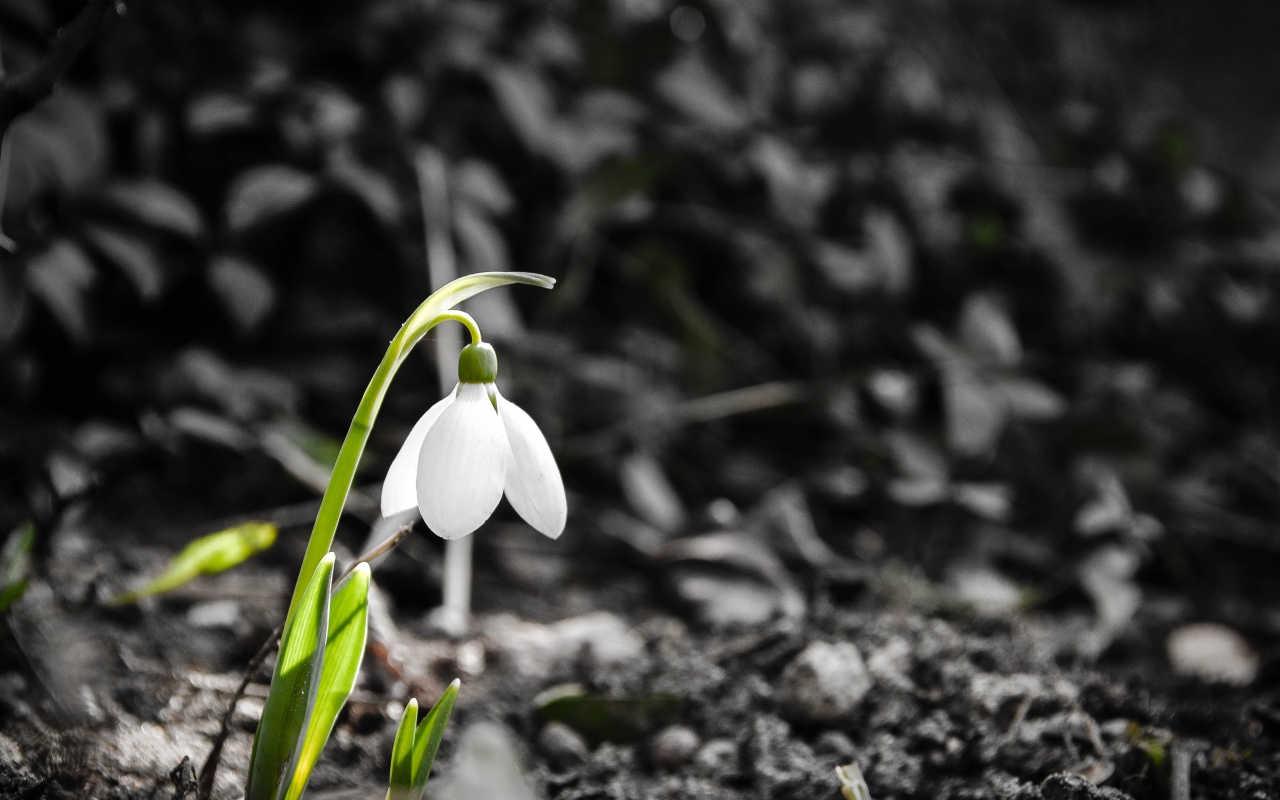 Одинокий белый весенний подснежник 