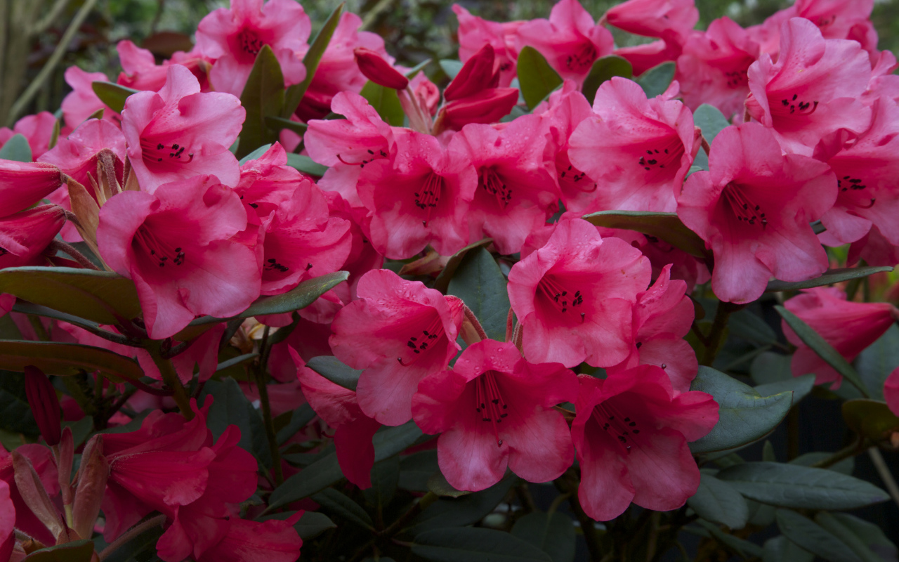 Много розовых цветов рододендрона крупным планом
