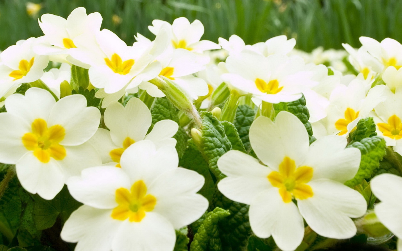Много белых цветов примулы крупным планом