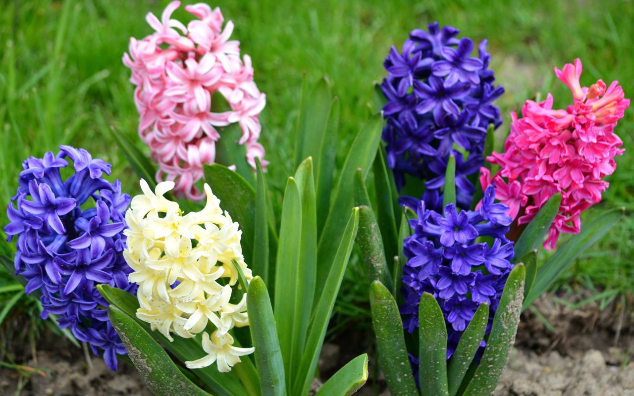 Разноцветные гиацинты на клумбе 