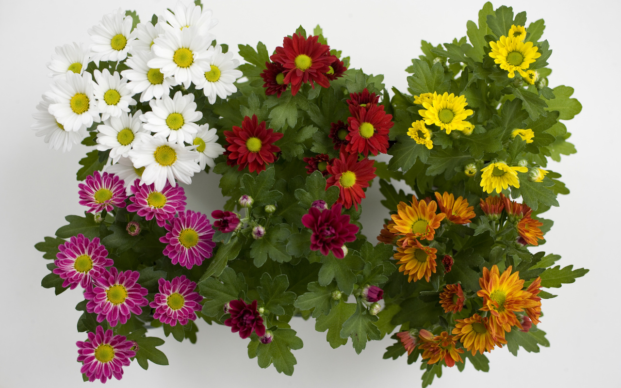 Разноцветные красивые цветы хризантемы на белом фоне