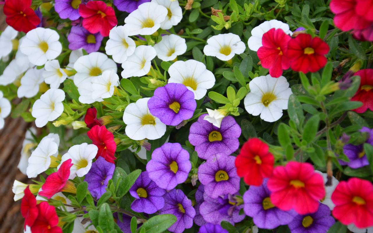 Разноцветные цветы Калибрахоа на клумбе