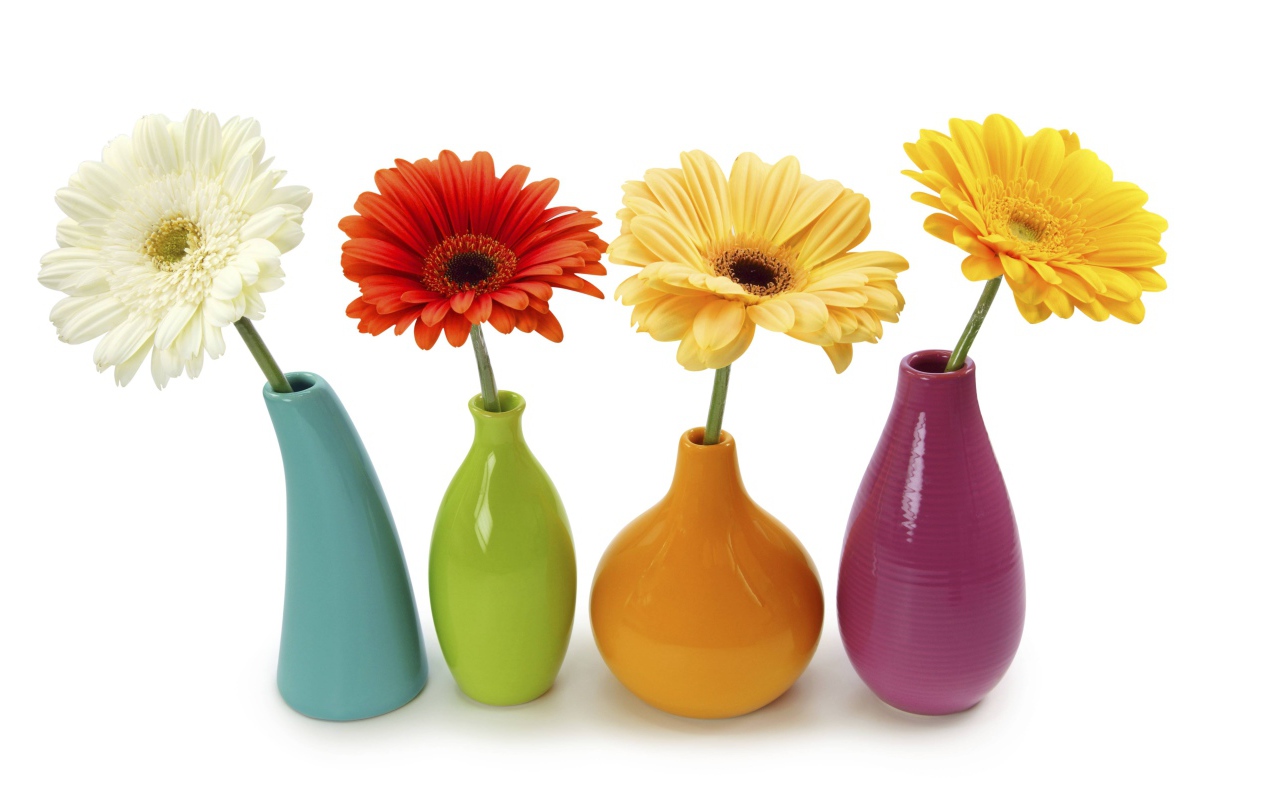 Разноцветные герберы в вазах на белом фоне 