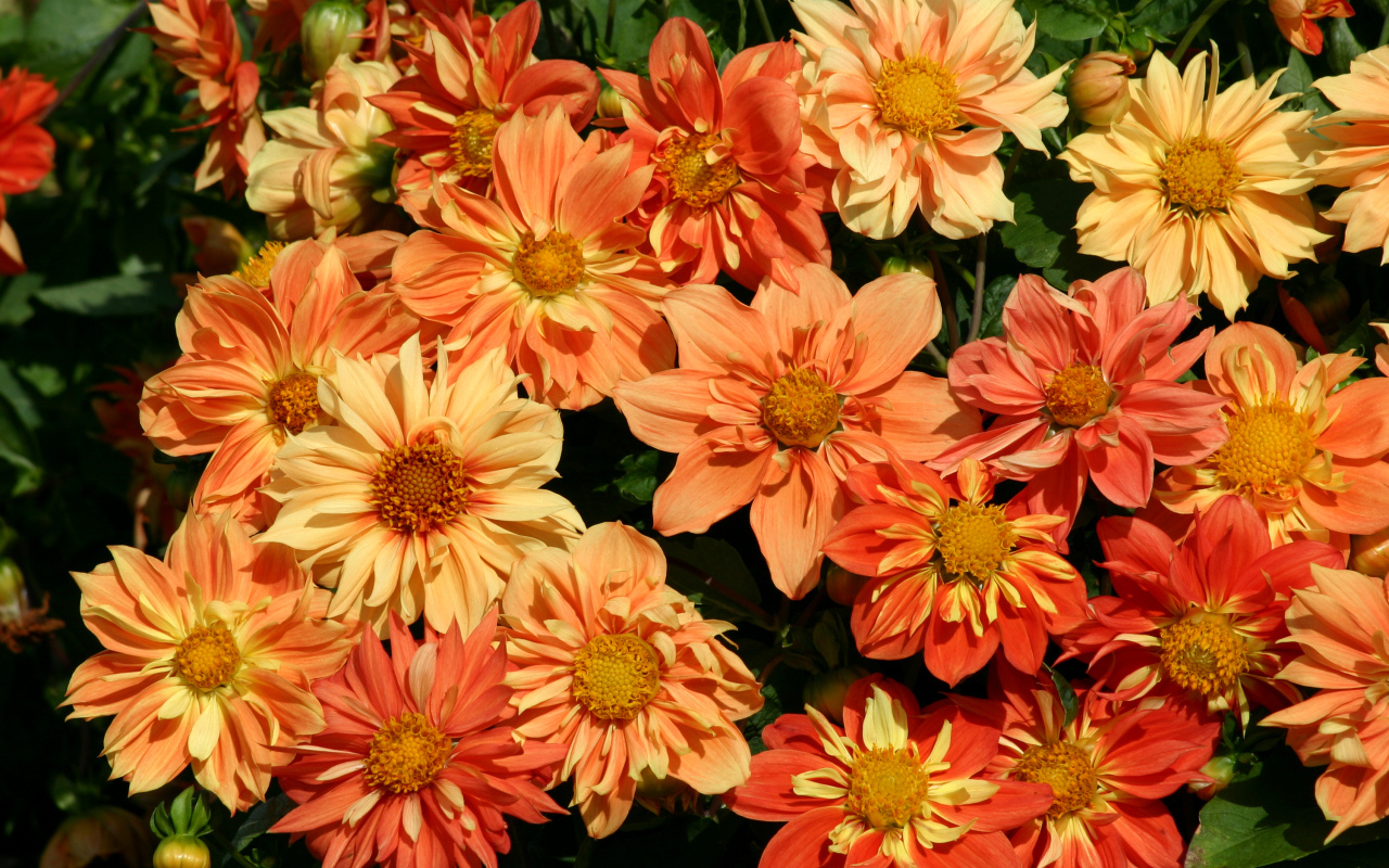 Оранжевые георгины крупным планом