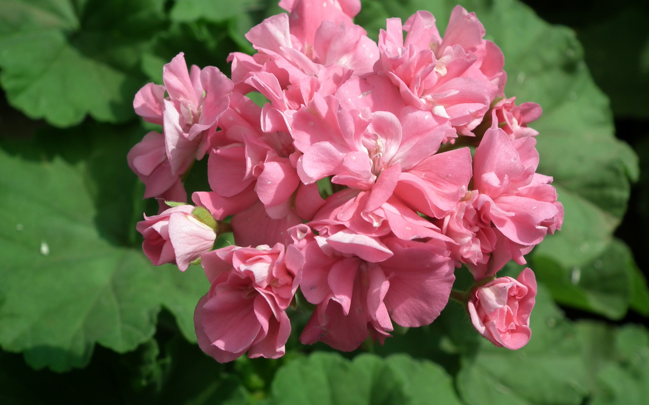 Розовый цветущий цветок герань крупным планом