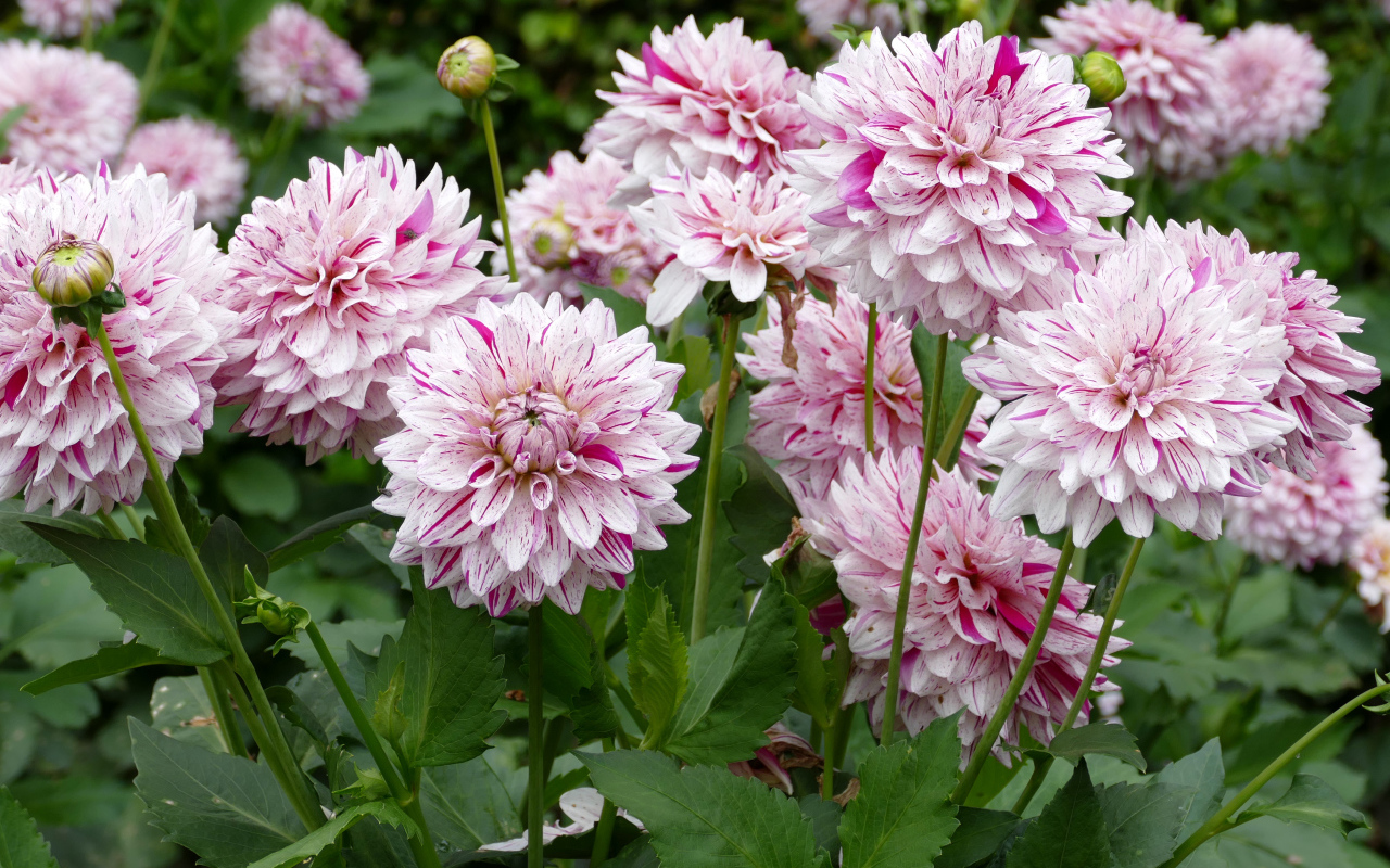 Розовые цветы георгины крупным планом