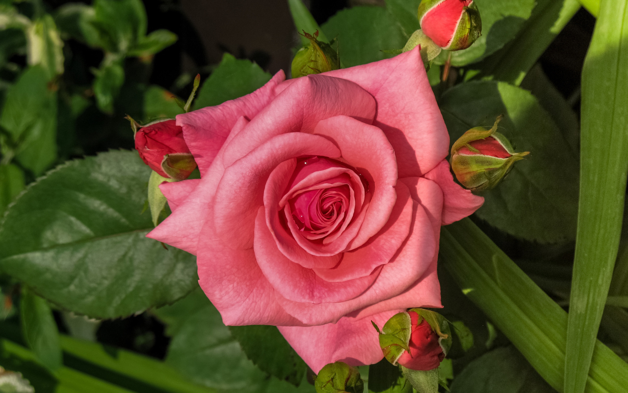 Розовая роза с бутонами на клумбе 