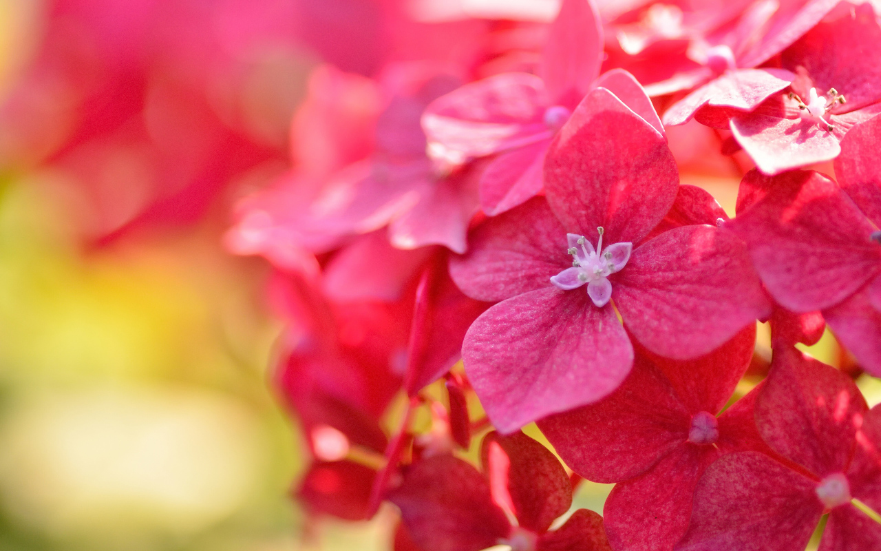 Красные красивые цветы гортензия крупным планом