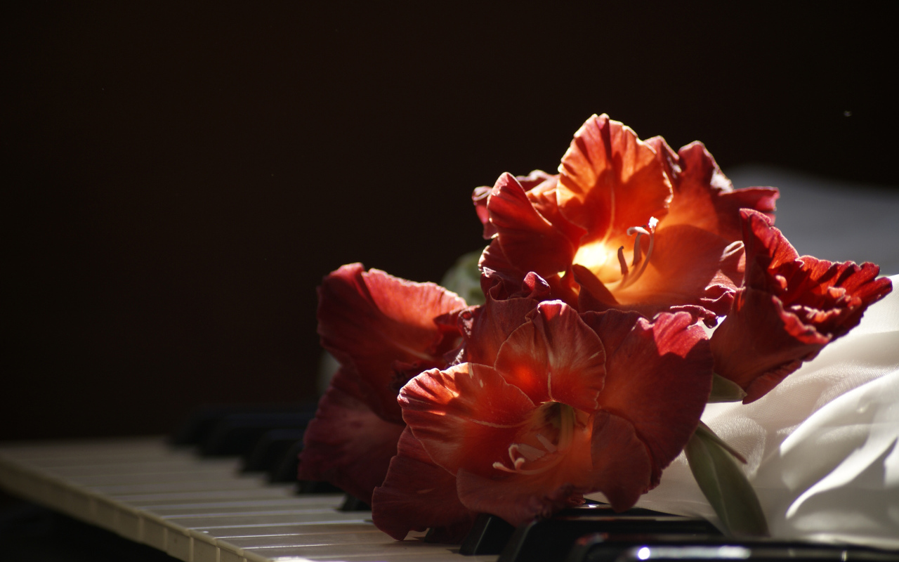 Красный гладиолус лежит на клавишах пианино