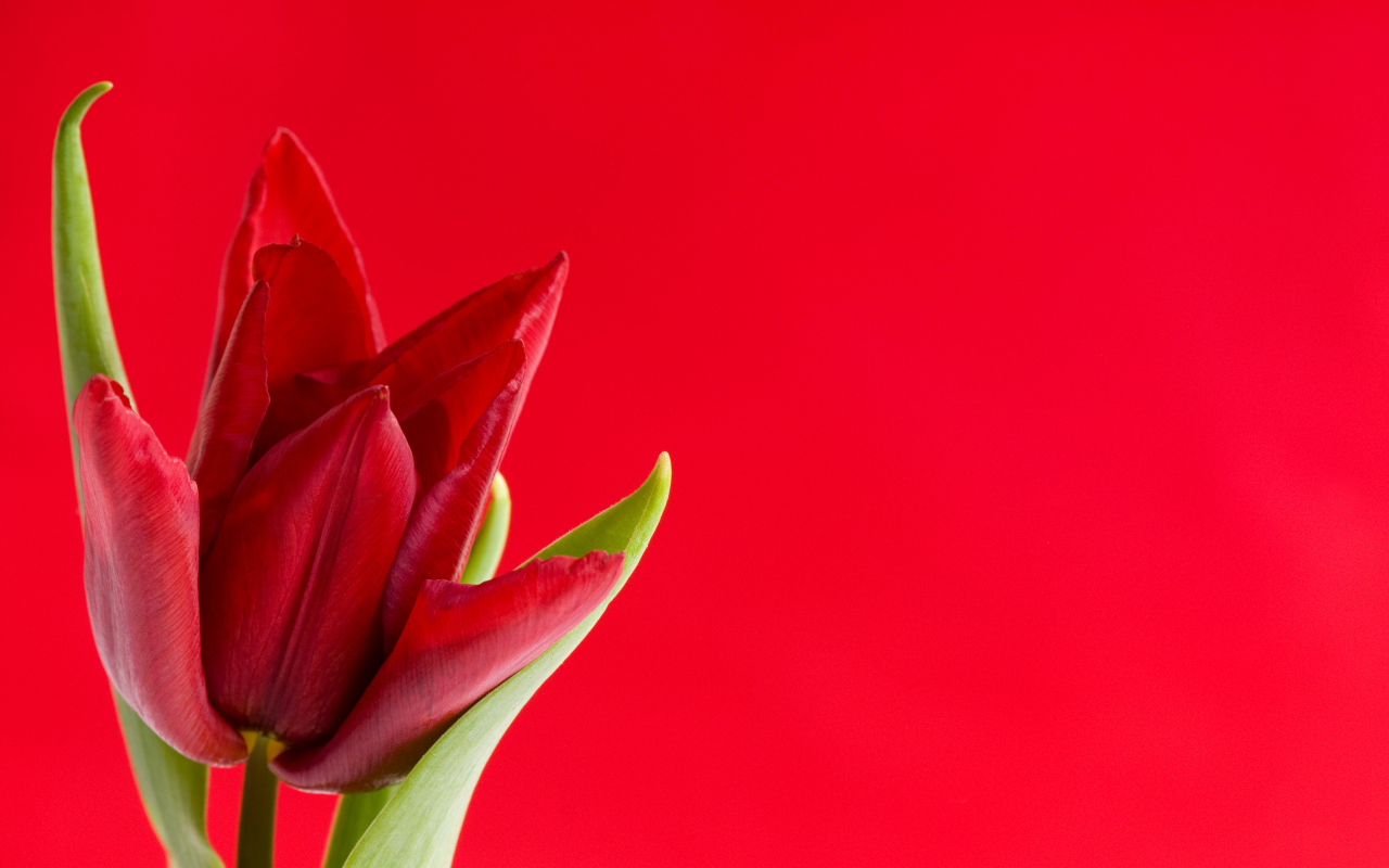 Красный тюльпан на красном фоне, шаблон для поздравительной открытки