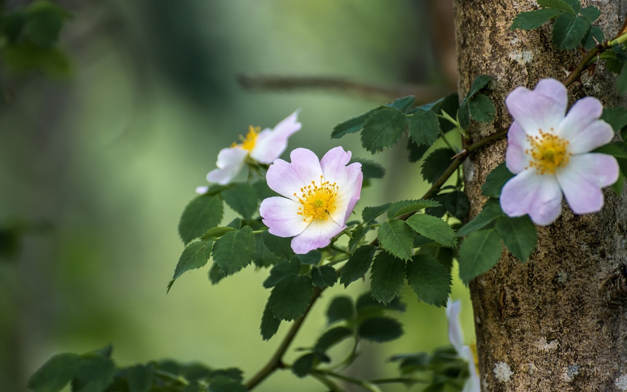 Ветка шиповника с розовыми цветами 