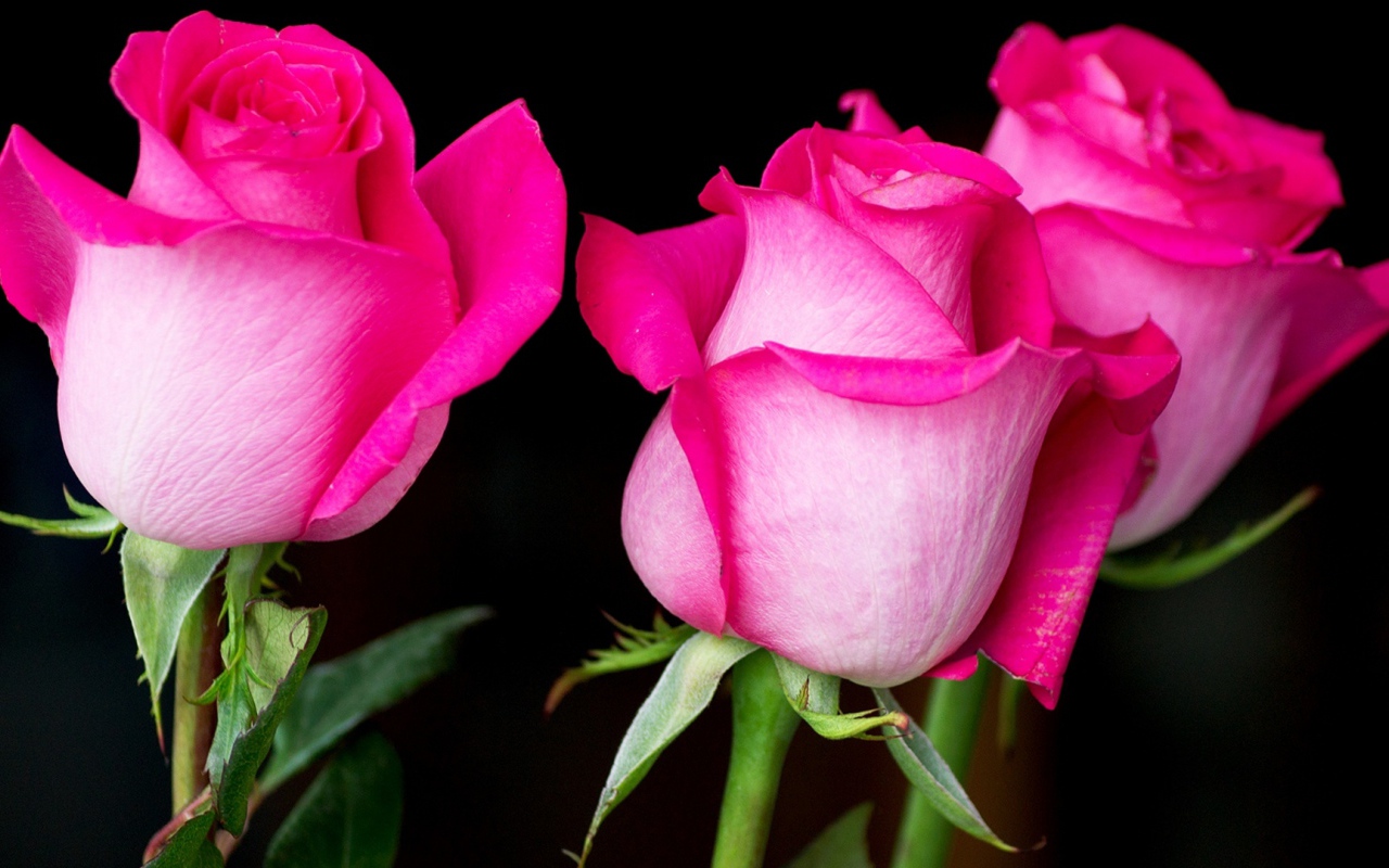 Три красивых розовых розы на черном фоне 