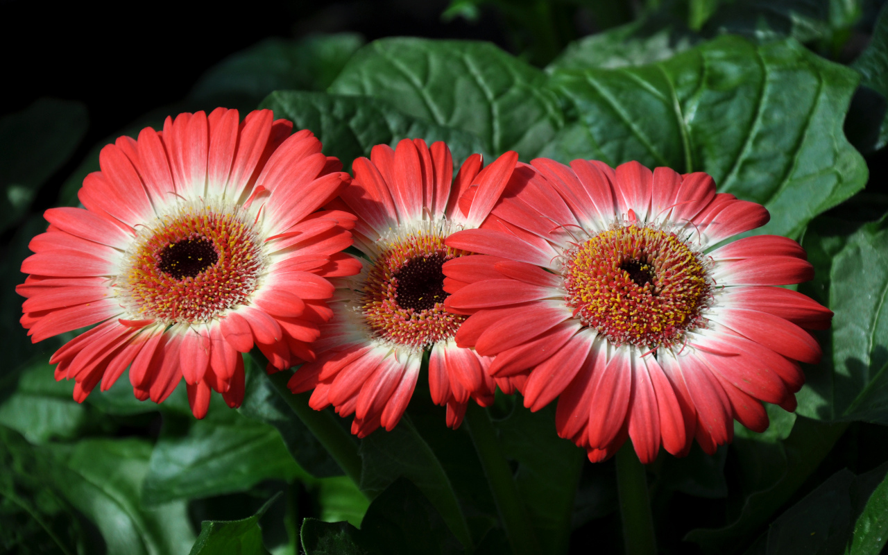 Три красивые красные герберы крупным планом