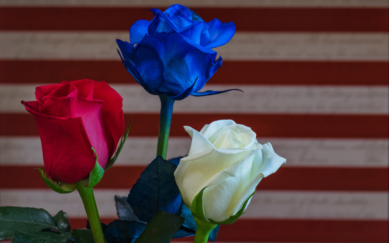 Три разноцветные розы крупным планом