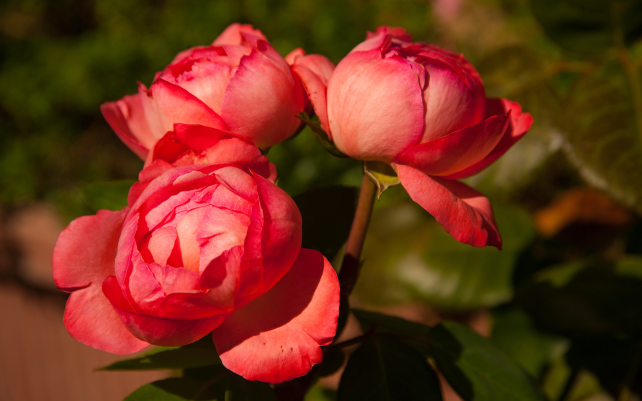 Три розовых розы в саду крупным планом