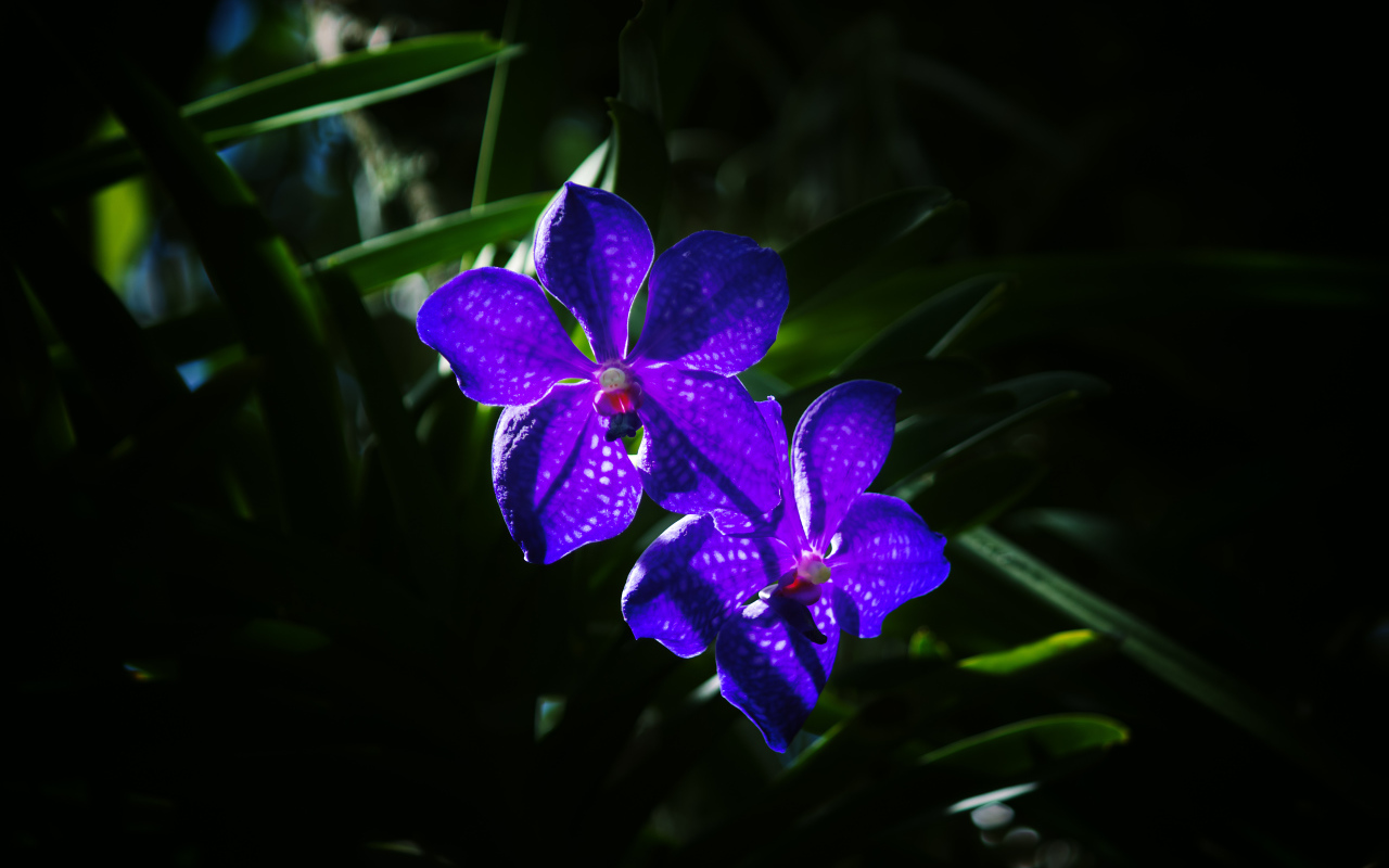 Два цветка фиолетовой орхидеи вблизи