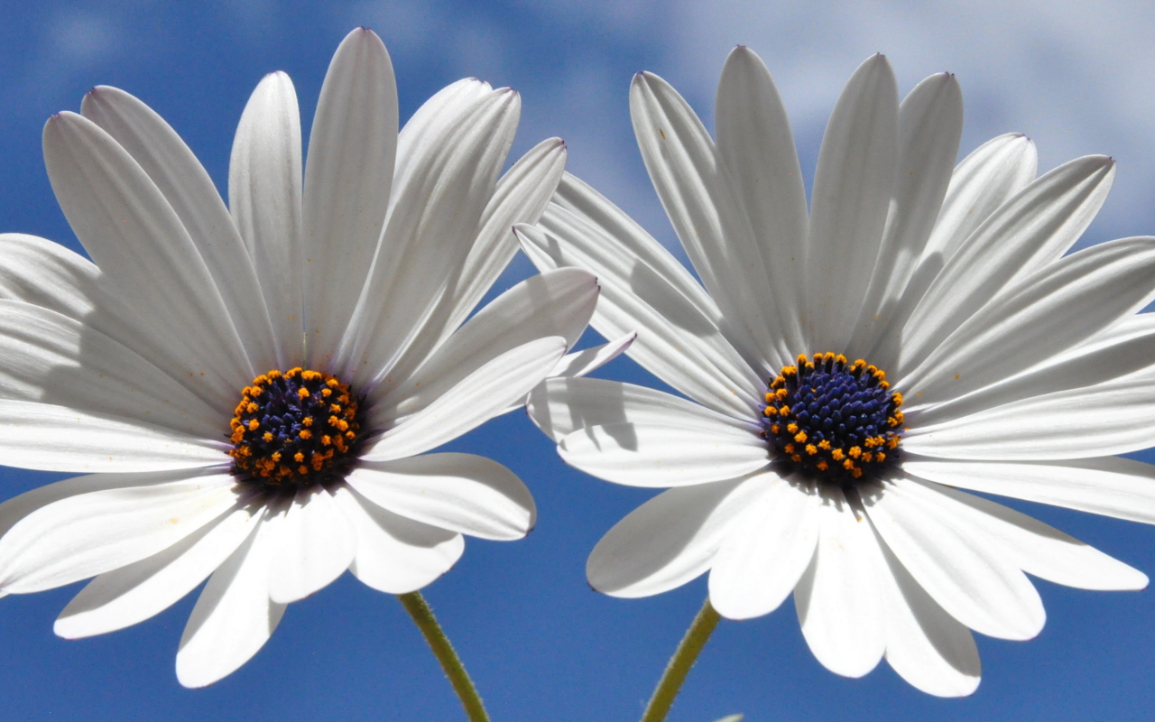 Две белых ромашки с синей серединкой