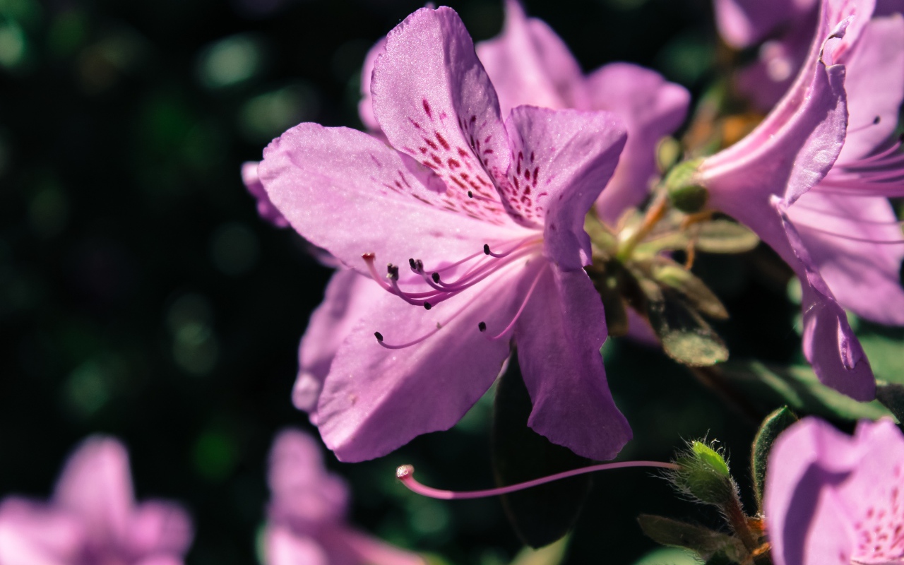 Фиолетовый цветок Рододендрон 