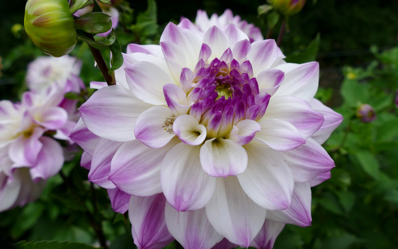 Бело - фиолетовый цветок георгины вблизи