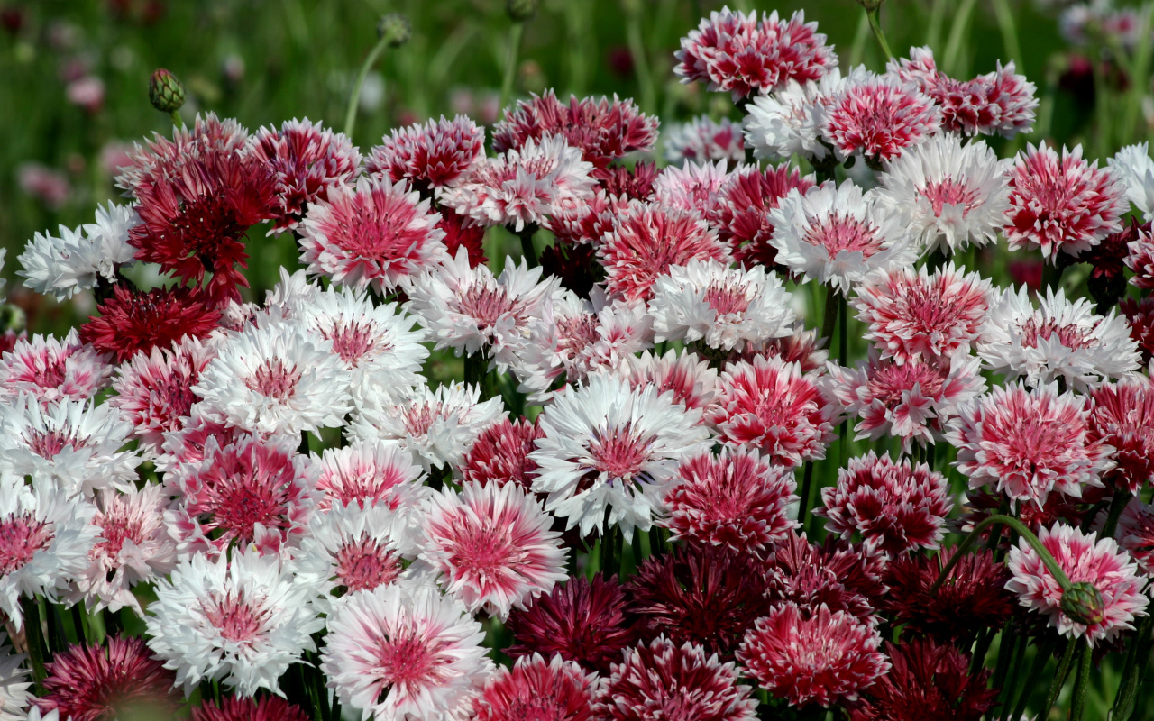 Белые и розовые васильки крупным планом